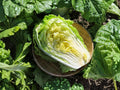 Chinese Cabbage Kogane Seeds | Napa-Type Asian Vegetable for Salads, Stir-Fries & Kimchi | 300 Seeds