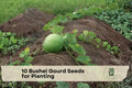 Bushel Gourd Seeds, Giant Round Gourds, Lagenaria siceraria, Decorative Garden Plant, Large Vining Gourds, Fall Décor Seeds