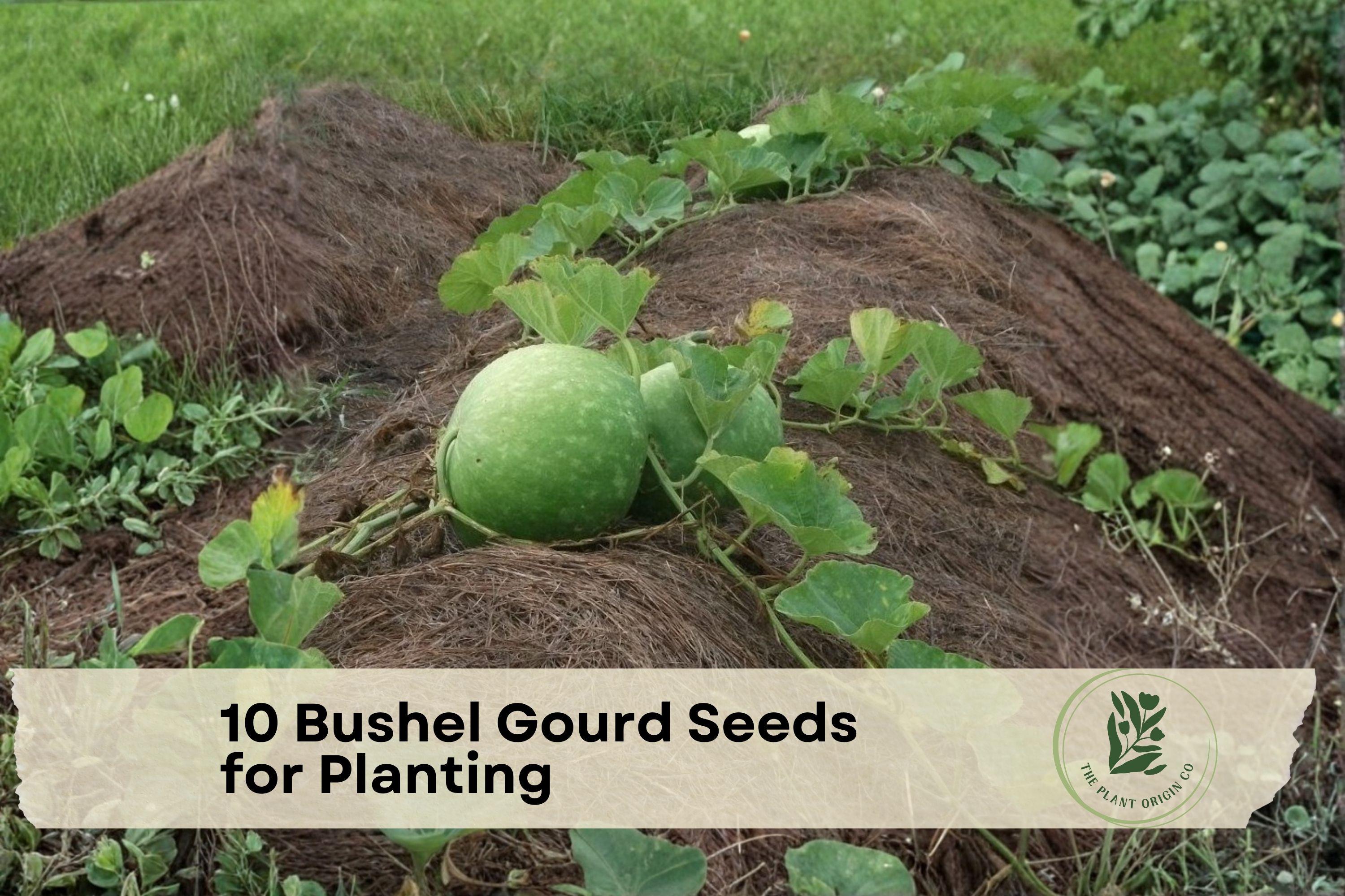 Bushel Gourd Seeds, Giant Round Gourds, Lagenaria siceraria, Decorative Garden Plant, Large Vining Gourds, Fall Décor Seeds