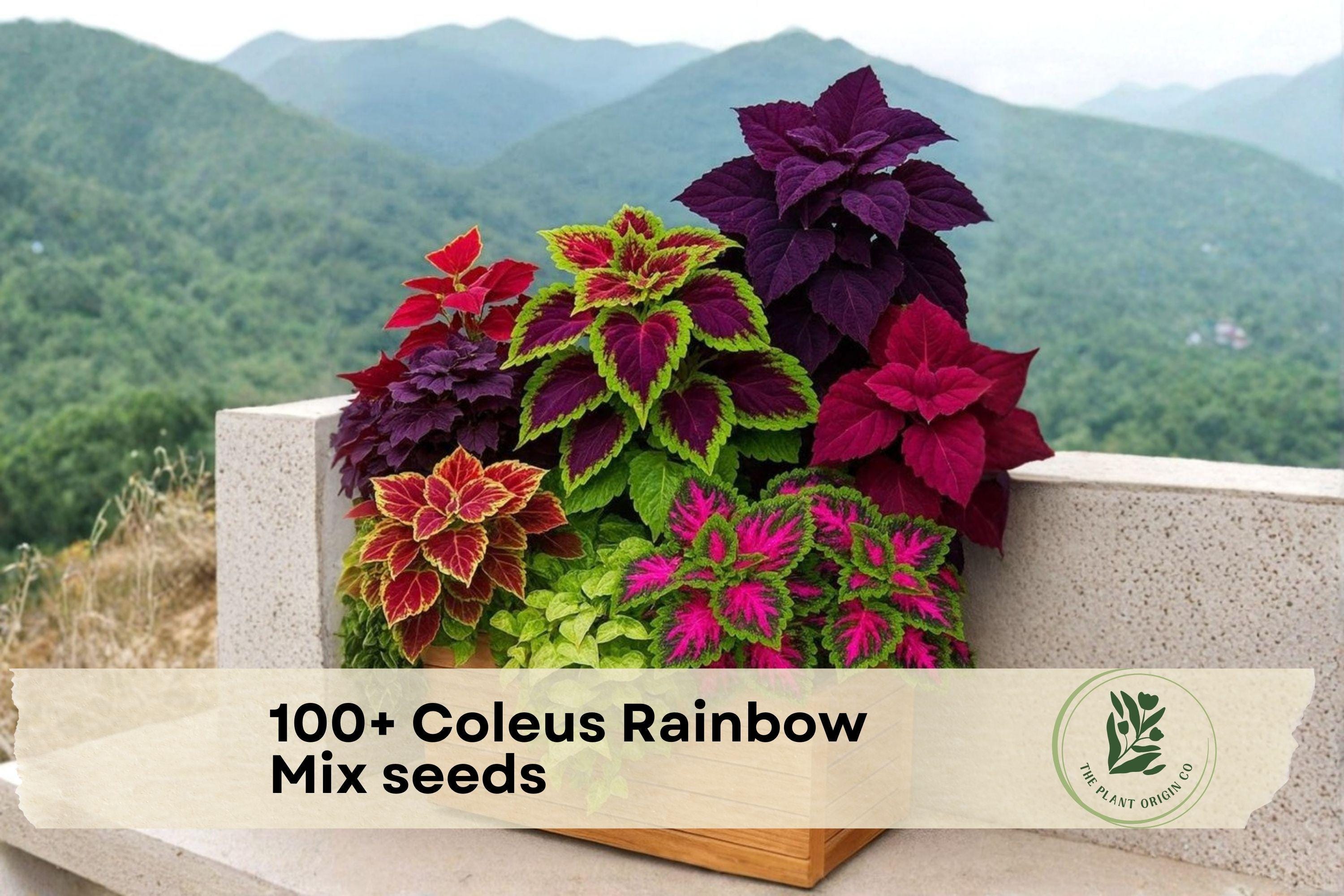 Coleus Rainbow Mix Seeds, Plectranthus scutellarioides, Colorful Foliage Plants for Shade Gardens, Container, Border, Landscape