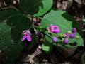 Wild Kidney Bean Vine Seeds | Native Climbing Plant | Pink to Purple Flowers | Phaseolus polystachios (5 Seeds)