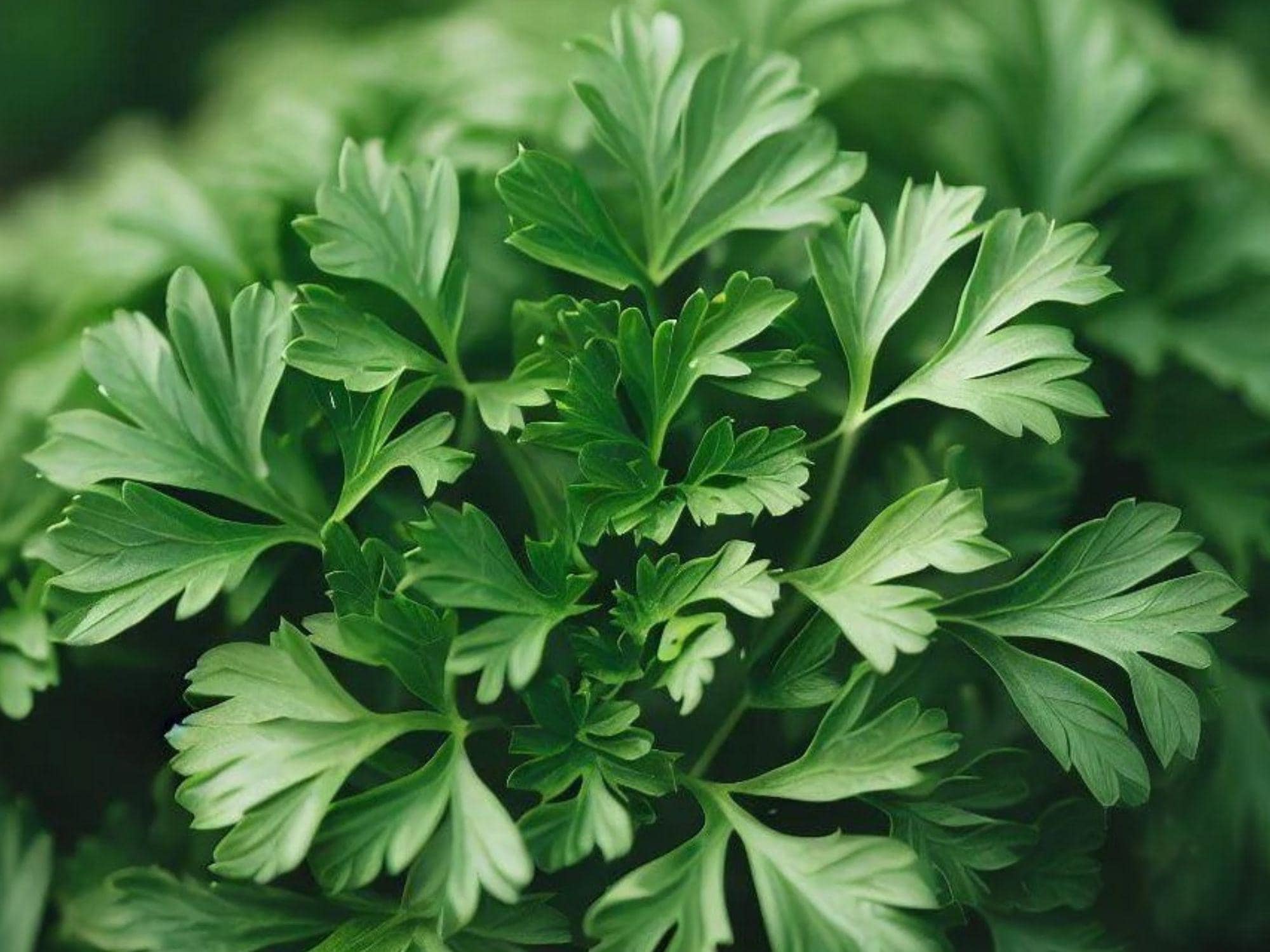 Italian Giant Parsley Seeds – Flat Leaf Culinary Herb, Dark Green, Petroselinum crispum, 500 Seeds