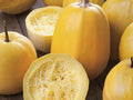 Spaghetti Winter Squash Seeds - Organic Heirloom Vegetable Seeds for Home Garden, Low-Carb Pasta Alternative, Golden Yellow Fruits