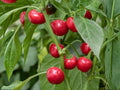 Red Cherry Sweet Pepper Seeds – Heirloom Vegetable Garden Variety, Cherry-Shaped, Mild, Sweet, 25 Seeds