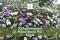 Agrostemma ‘Milas Queen’ Mix Seeds – Elegant Annual Flower Seeds for Cottage Gardens & Borders | Agrostemma githago