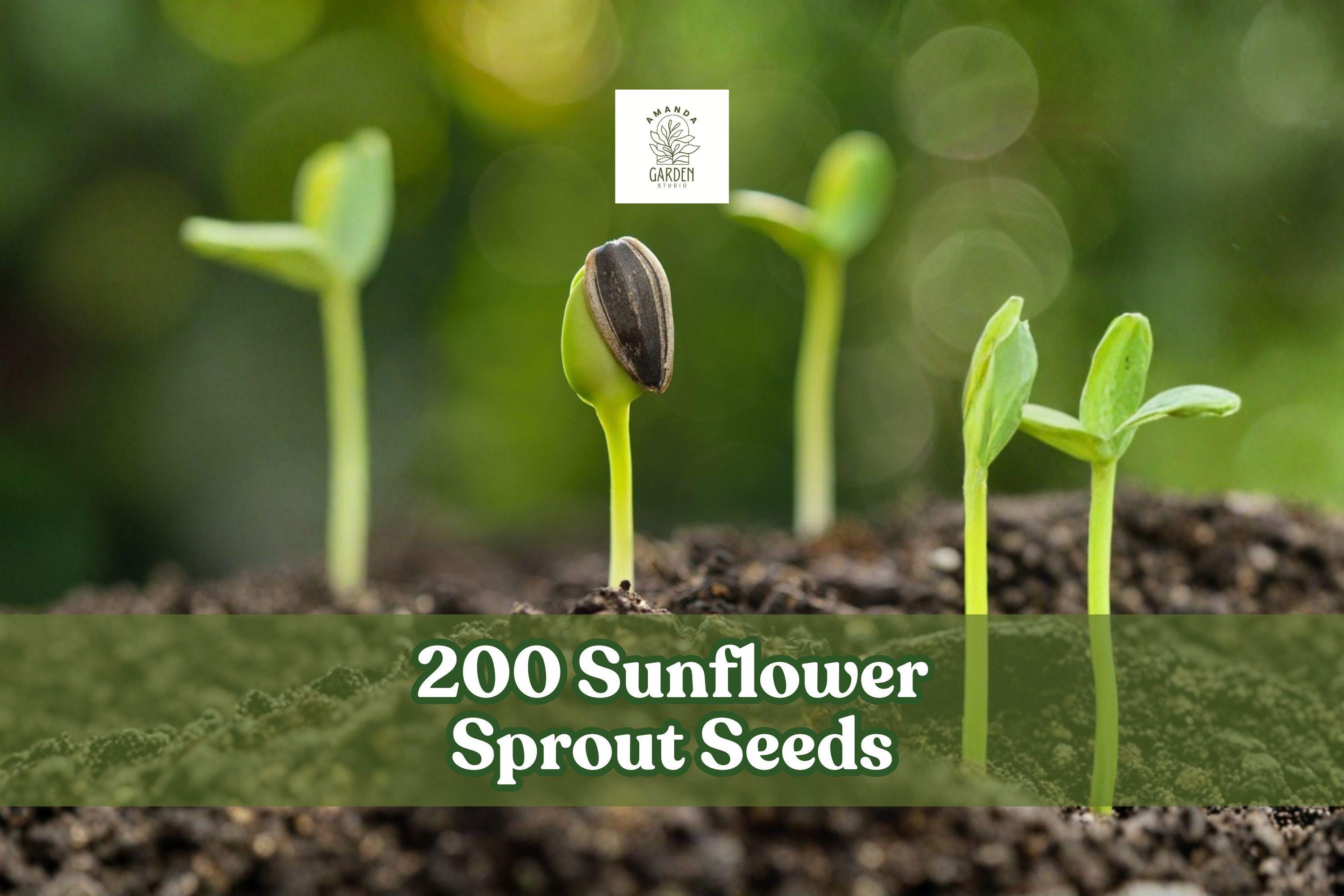 Sunflower Sprout Seeds 200 Pack for Microgreens & Home Sprouting | Helianthus annuus | Indoor Growing