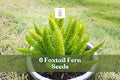 Foxtail Fern Seeds, Ornamental Foliage, Asparagus sprengeri, Clumping, Green, Indoor & Outdoor Planting