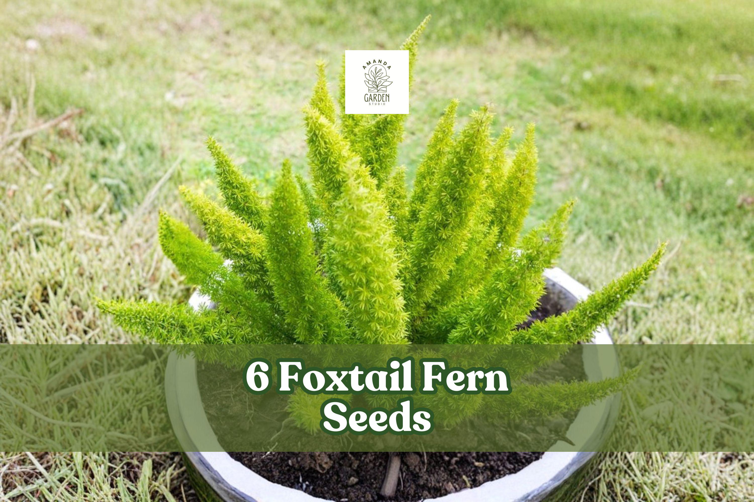 Foxtail Fern Seeds, Ornamental Foliage, Asparagus sprengeri, Clumping, Green, Indoor & Outdoor Planting