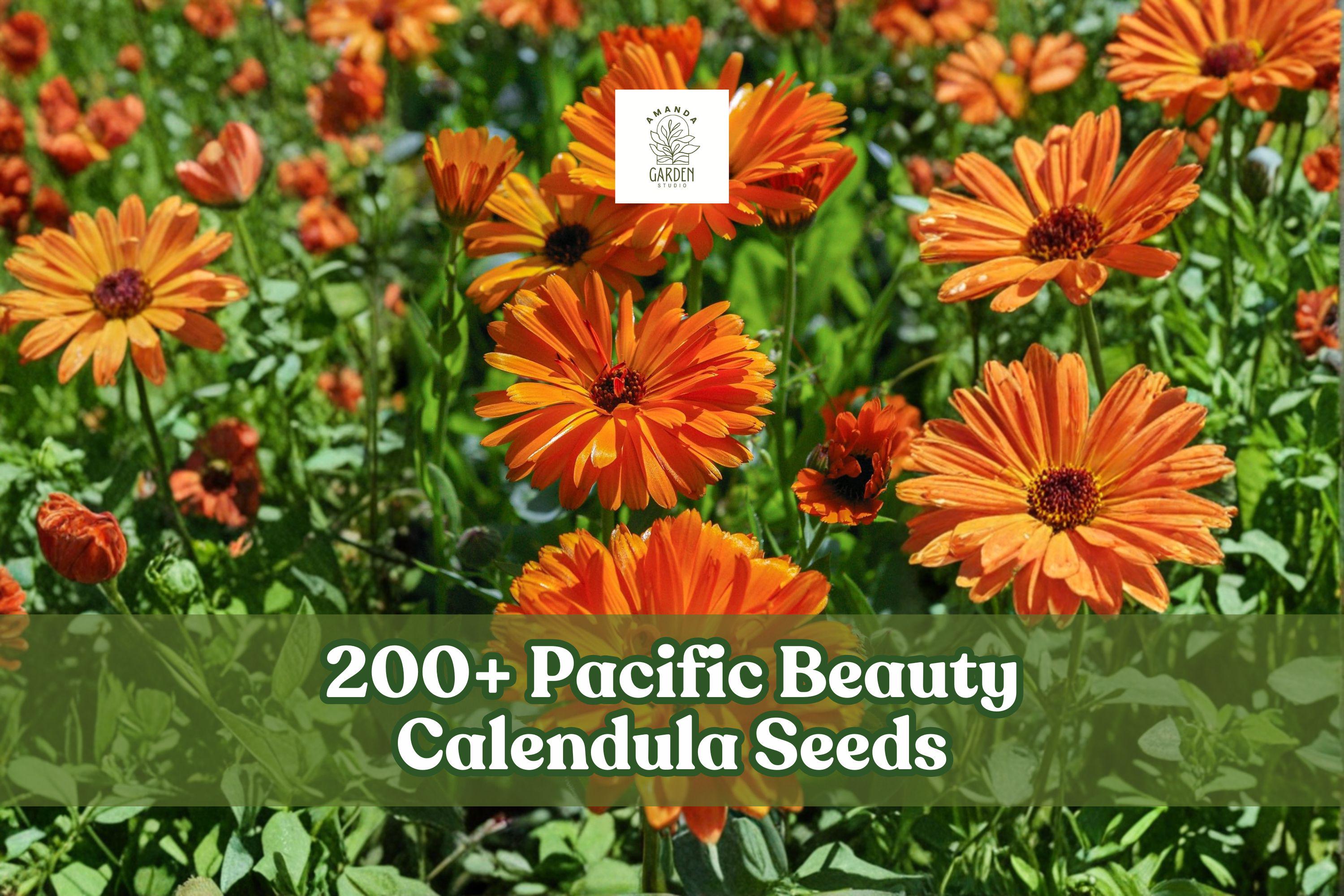 200+ Calendula officinalis Pacific Beauty Mix Seeds for Flower Garden, Borders, and Full Sun Planting