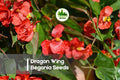 25+ Dragon Wing Begonia Seeds – Red Blooming, Cascading, Annual/Perennial, Begonia × hybrida