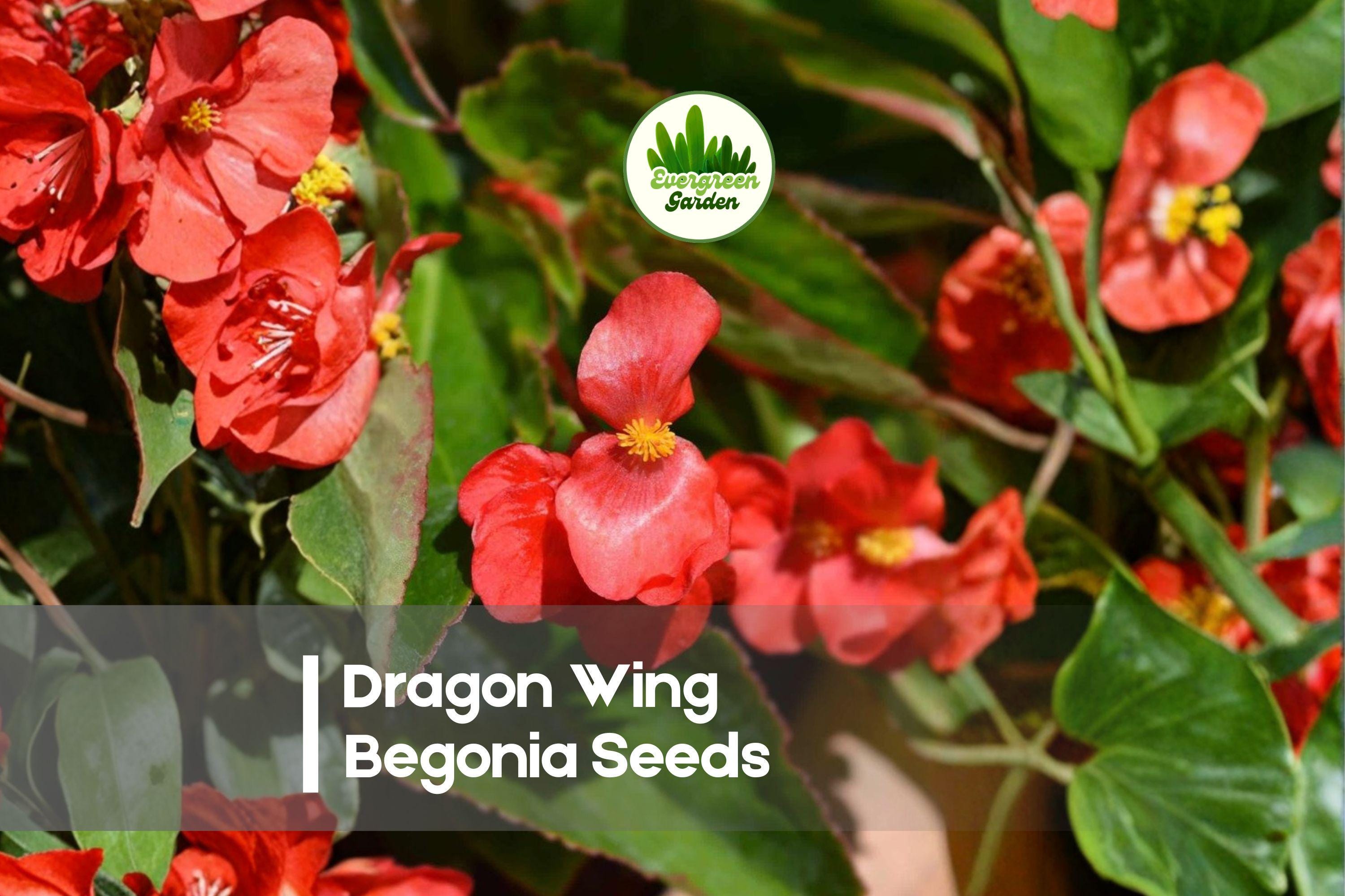 25+ Dragon Wing Begonia Seeds – Red Blooming, Cascading, Annual/Perennial, Begonia × hybrida