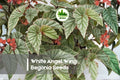 White Angel Wing Begonia Seeds - Begonia × coccinea, White, Shade-loving, Easy to Grow, Garden, Pot, Basket, Border
