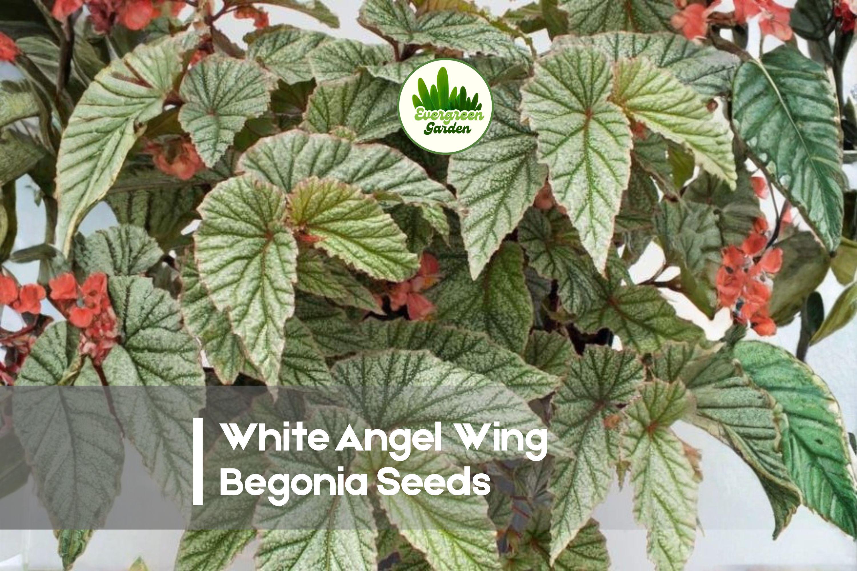 White Angel Wing Begonia Seeds - Begonia × coccinea, White, Shade-loving, Easy to Grow, Garden, Pot, Basket, Border