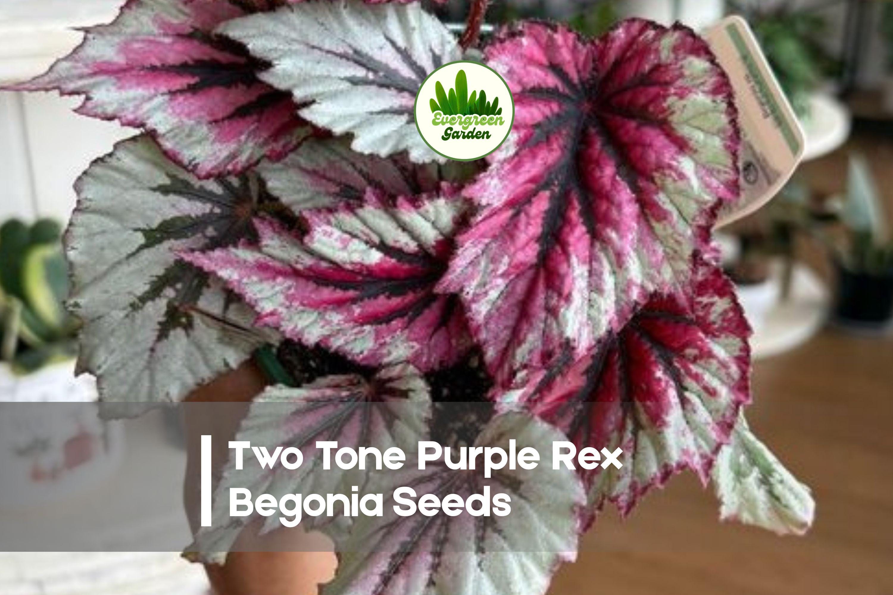 25+ Two Tone Purple Rex Begonia Seeds | Vibrant Foliage, Shade-Loving, Begonia rex-cultorum