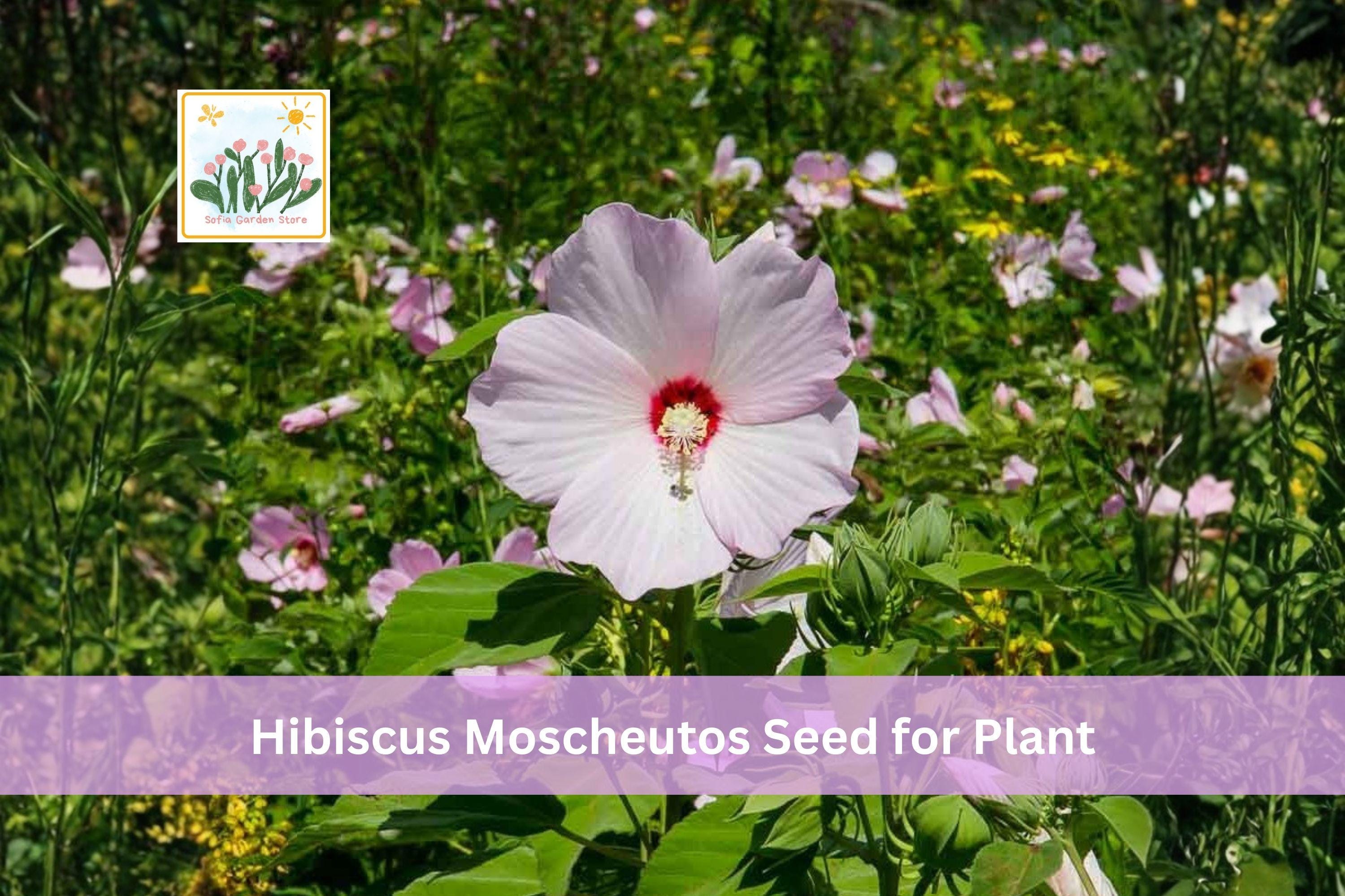 30 Hibiscus moscheutos Seeds | Swamp Rose Mallow Perennial Flower | Native North American Plant | Crimson-Eyed Rosemallow