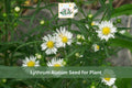 500 False Aster Seeds Boltonia asteroides Native Wildflower Perennial for Meadows, Rain Gardens, Native Landscapes