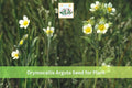 Prairie Cinquefoil Seeds 500 Pack | Drymocallis arguta Native Wildflower Yellow Perennial Plant