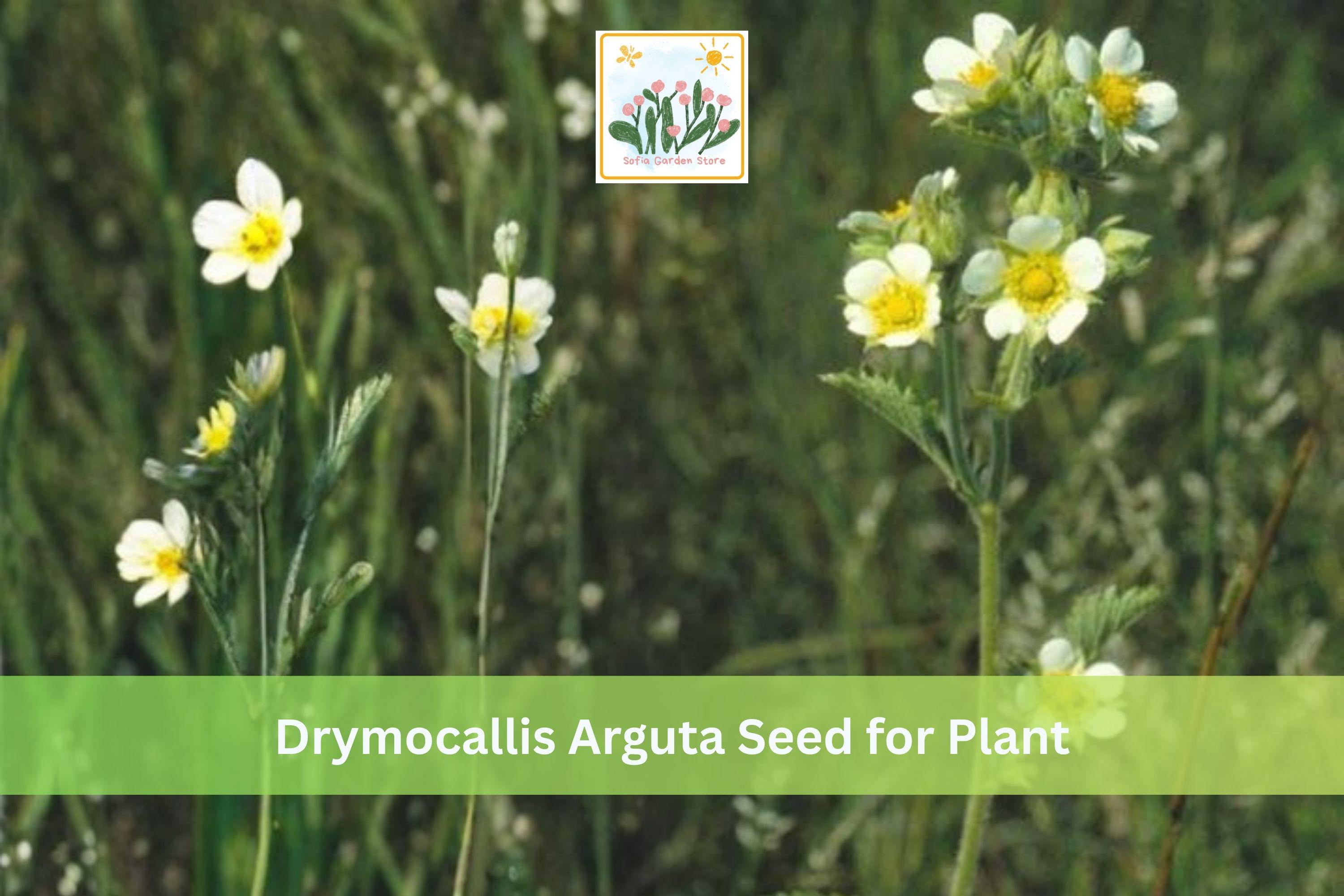 Prairie Cinquefoil Seeds 500 Pack | Drymocallis arguta Native Wildflower Yellow Perennial Plant