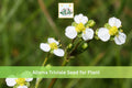 Large-flowered Water Plantain Seeds | Native Aquatic Perennial | Alisma triviale | Pond & Wetland Plant
