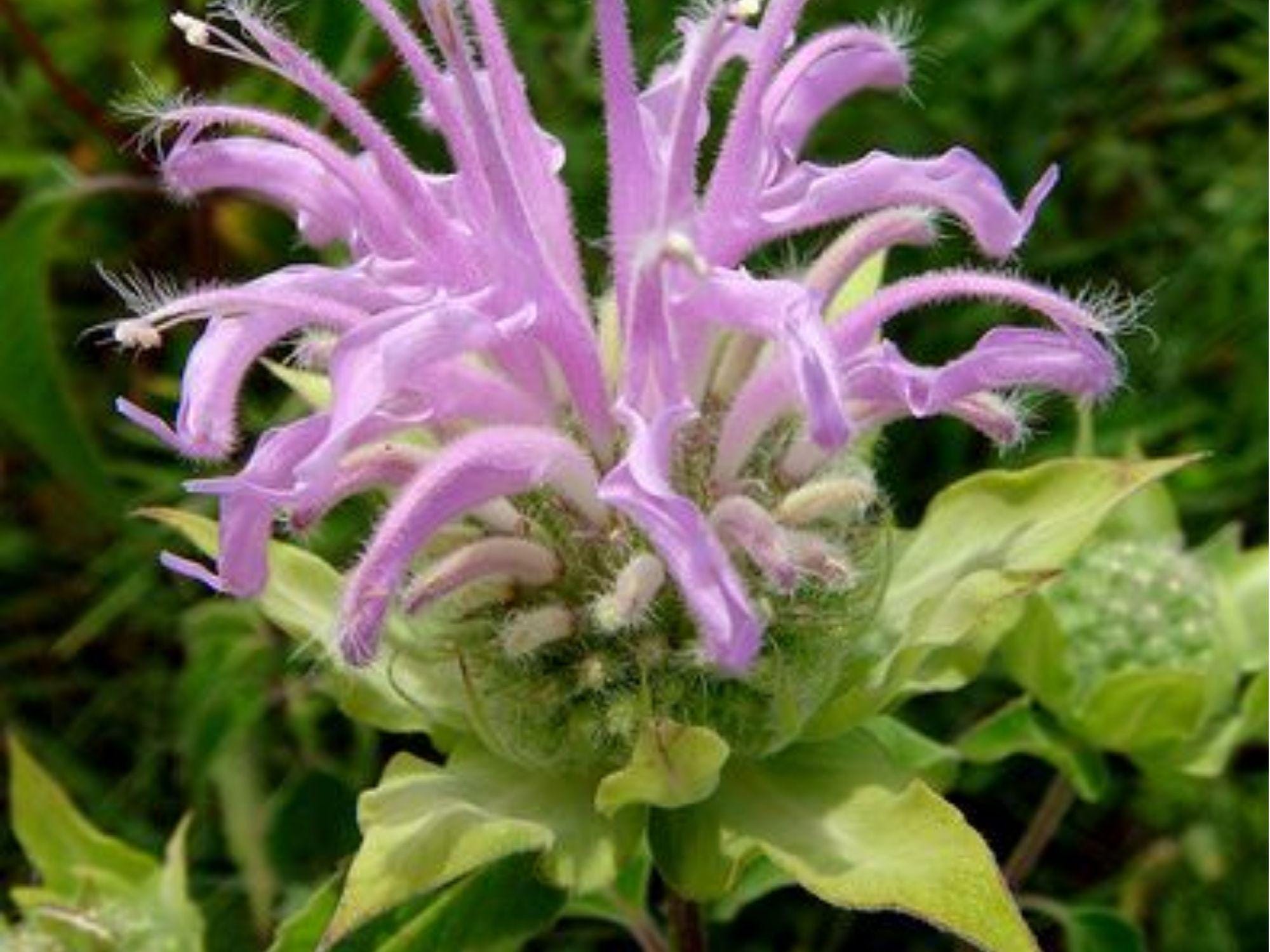 Wild Bergamot Seeds (Monarda fistulosa) – 100 Native Wildflower Seeds for Pollinator Gardens and Herb Use