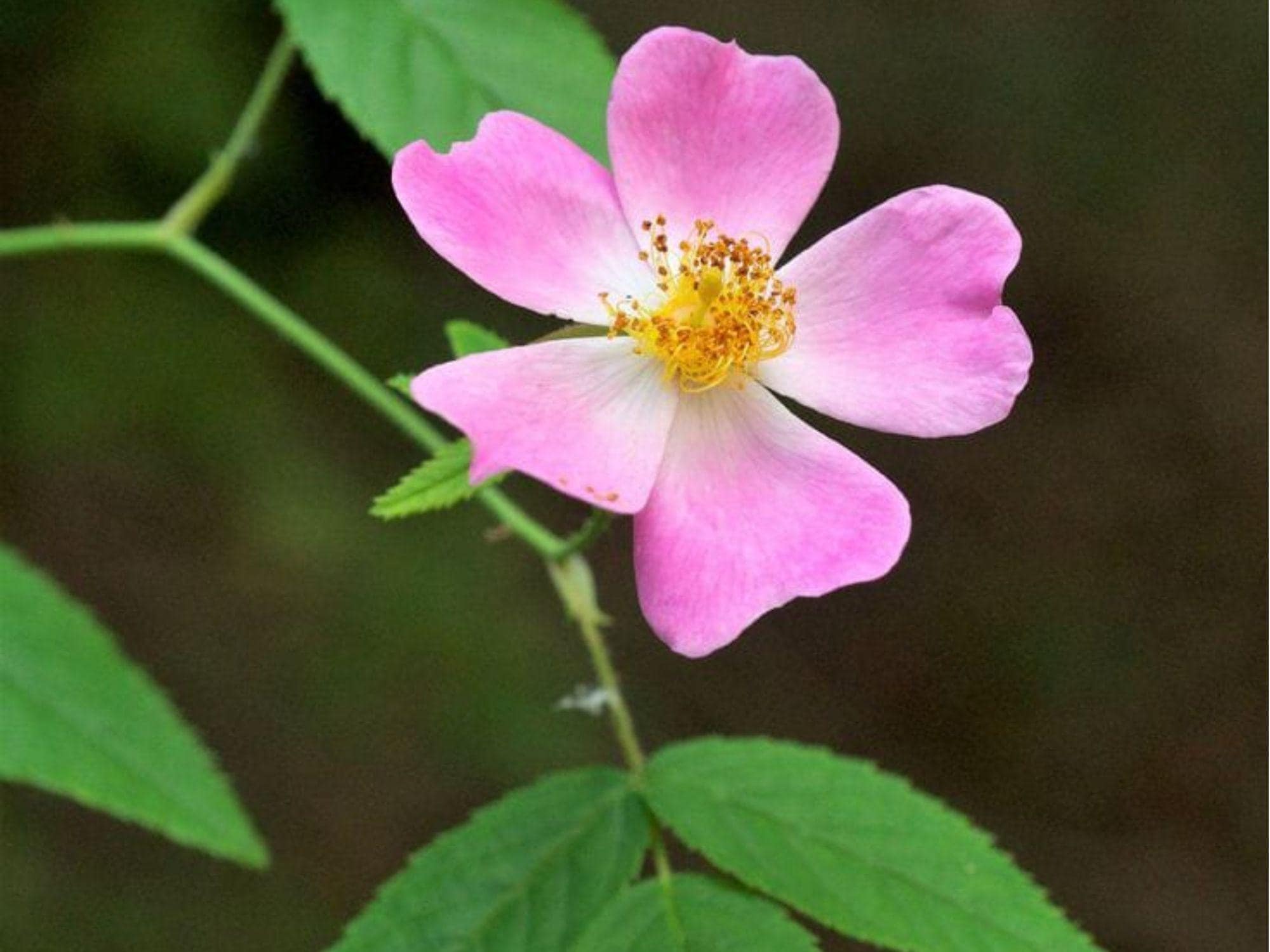 Illinois Rose Seeds – 30 Native Wild Rose (Rosa setigera) for Wildlife Gardens, Pollinator-Friendly Climbing Shrub