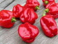 Caribbean Red Habanero Pepper Seeds – 25 Heirloom Hot Chili Seeds – Fruity, Smoky Flavor, Extremely Hot (300,000–445,000 SHU)
