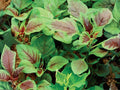 Red Stripe Amaranth Seeds – Edible Leaf, Red Beauty Tricolor, Heirloom Asian Greens, Fast-Growing Vegetables, 100 Seeds