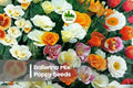 Ballerina Mix Poppy Seeds, 50 Premium Papaver Seeds for Vibrant, Ruffled Blooms, Ornamental Gardens & Borders