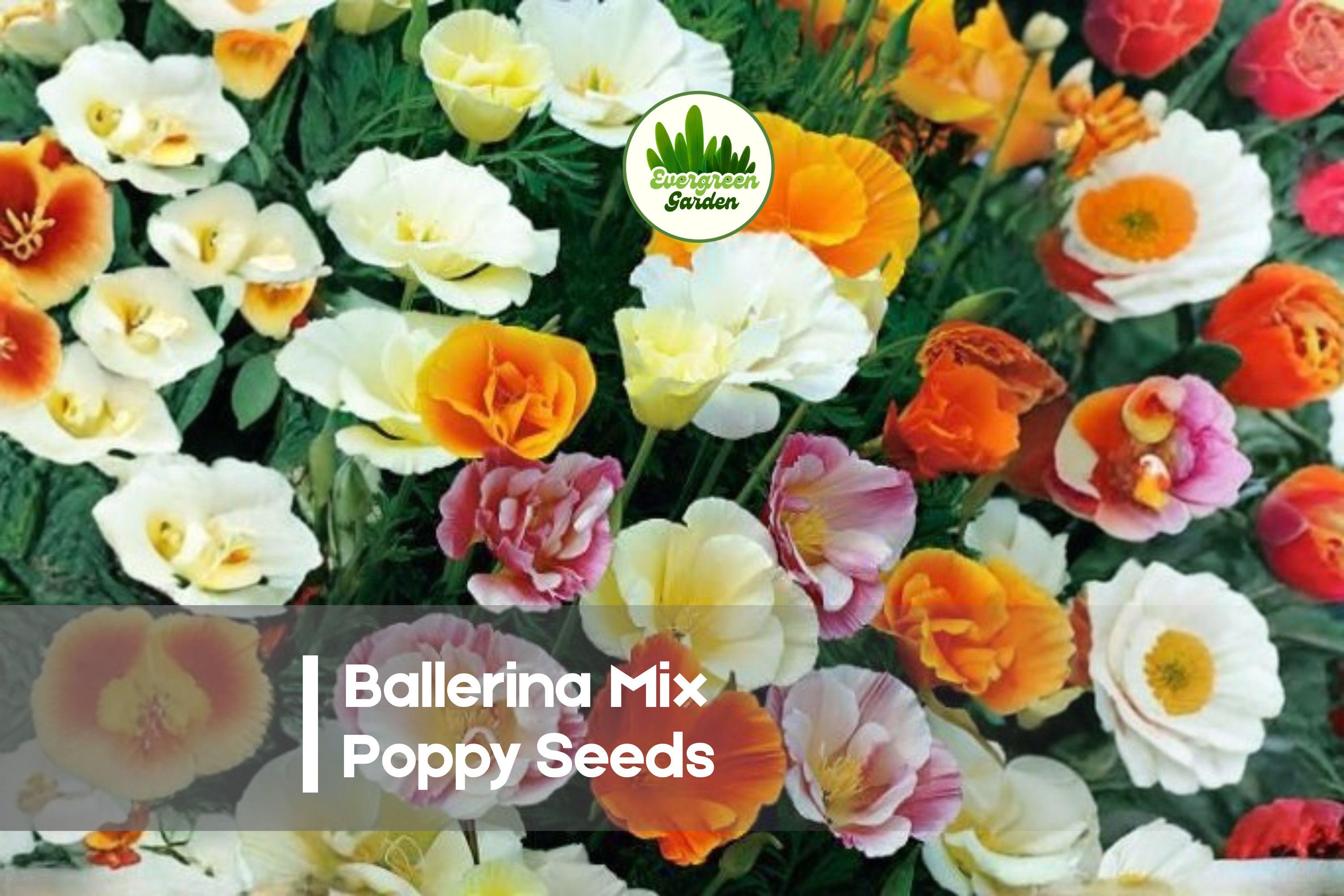 Ballerina Mix Poppy Seeds, 50 Premium Papaver Seeds for Vibrant, Ruffled Blooms, Ornamental Gardens & Borders