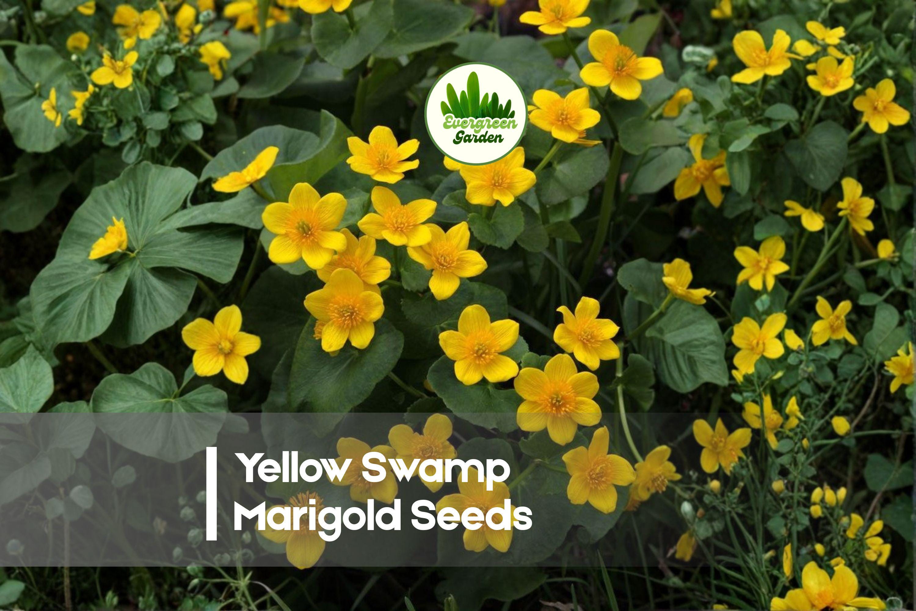 100 Yellow Swamp Marigold Seeds - Perennial Wildflower for Wet Gardens, Pollinator-Friendly, Caltha Species