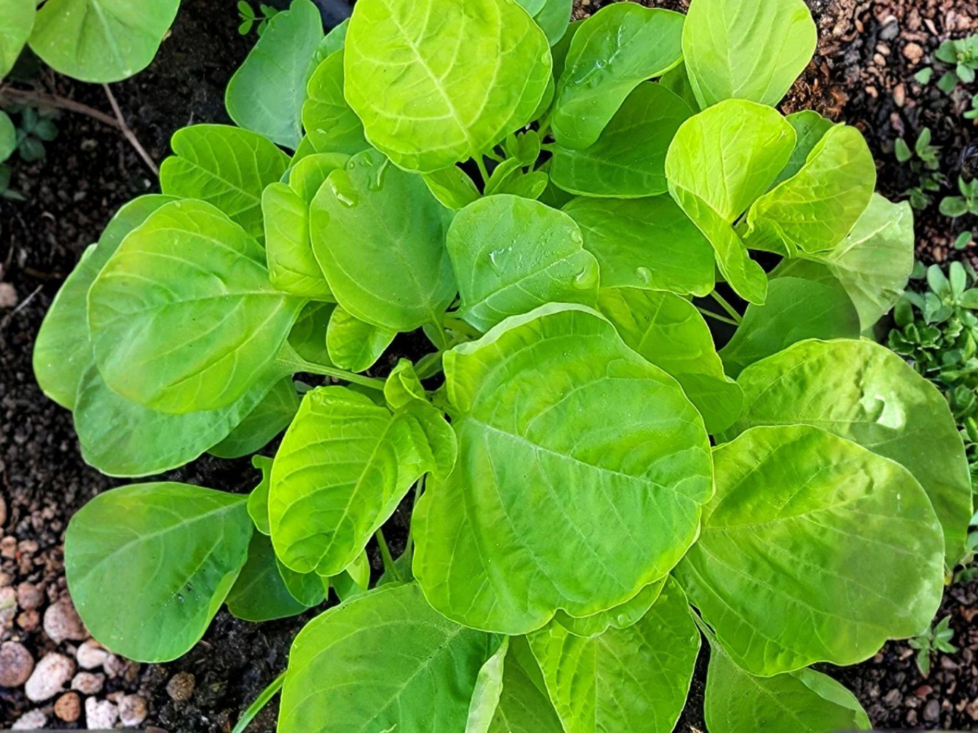 Edible Amaranth Seeds White Light Green Heirloom, Heat Tolerant, 500 Seeds, Leafy Green, Fast-Growing Vegetable
