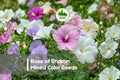 50 Rose of Sharon Seeds - Mixed Color Hibiscus syriacus Flowering Shrub for Landscaping & Borders