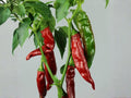 Sandia Hot Pepper Seeds – 25 Heirloom New Mexico Chili Seeds for Drying, Roasting & Cooking