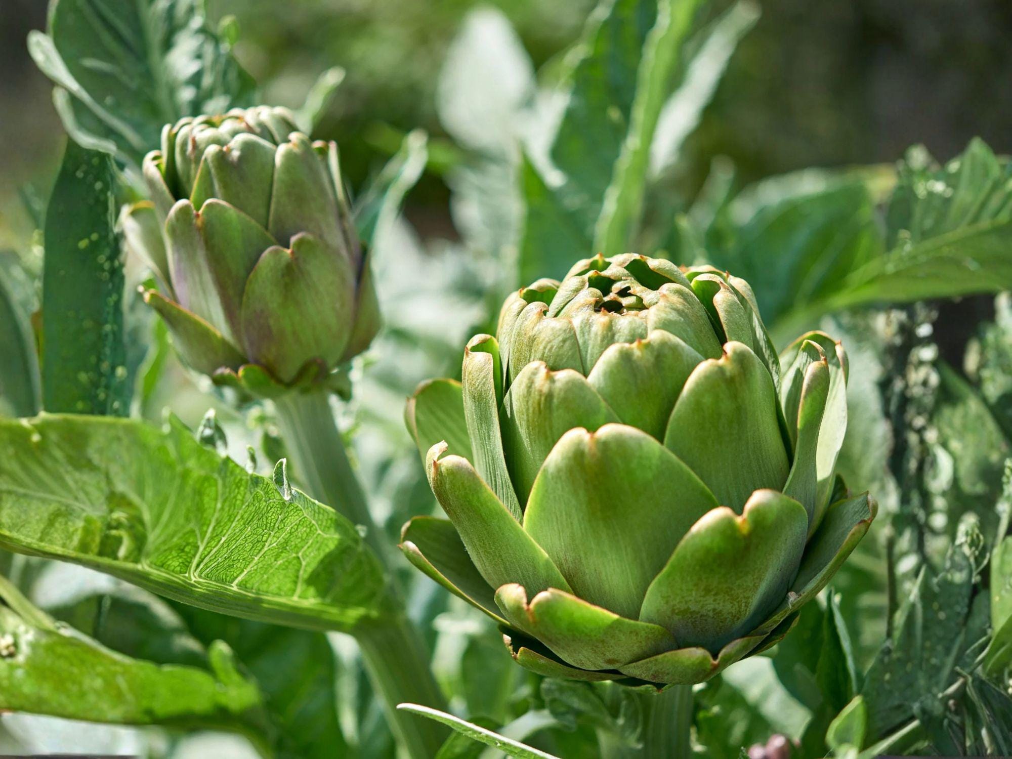Green Globe Artichoke Seeds – Heirloom Edible Buds, Perennial Vegetable, Gourmet Culinary Plant, Non-GMO, 10 Seeds