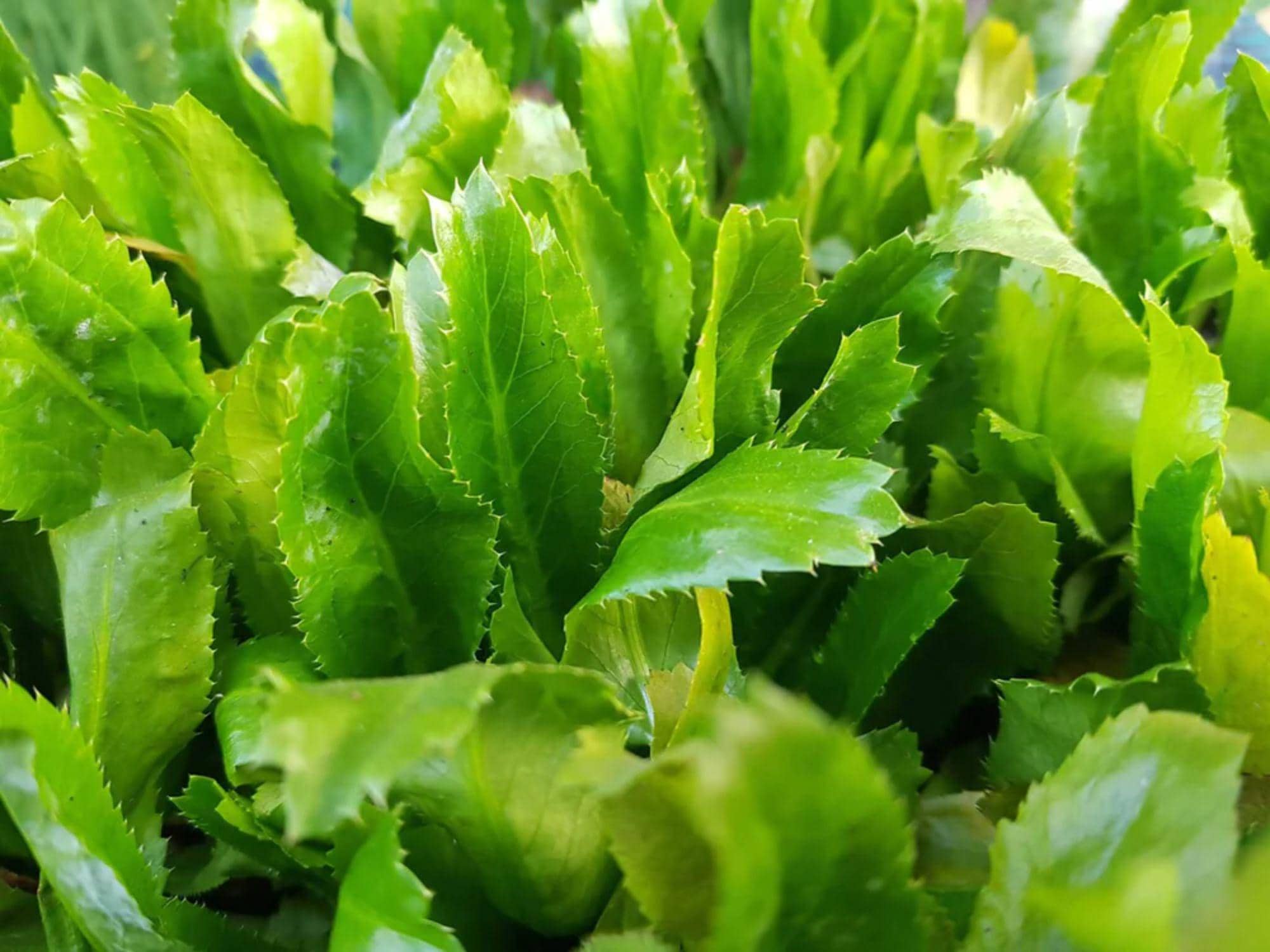 Culantro Ngo Gai Seeds – Vietnamese Recao Herb – Long Coriander – Cilantro Alternative – 100 Seeds