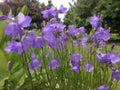 Campanula rotundifolia Harebells Blue Wildflower Seeds, Pollinator Plant, Perennial, 100 Seeds