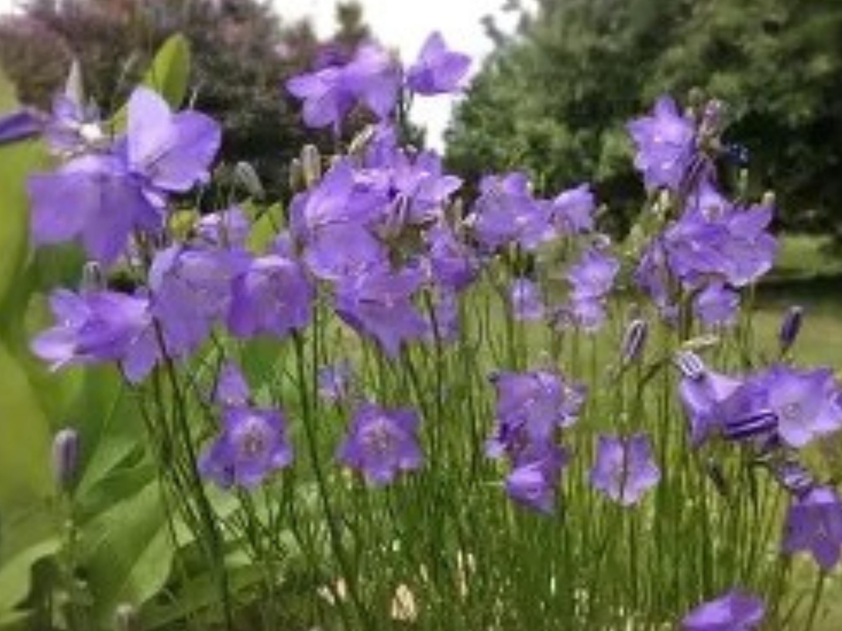 Campanula rotundifolia Harebells Blue Wildflower Seeds, Pollinator Plant, Perennial, 100 Seeds