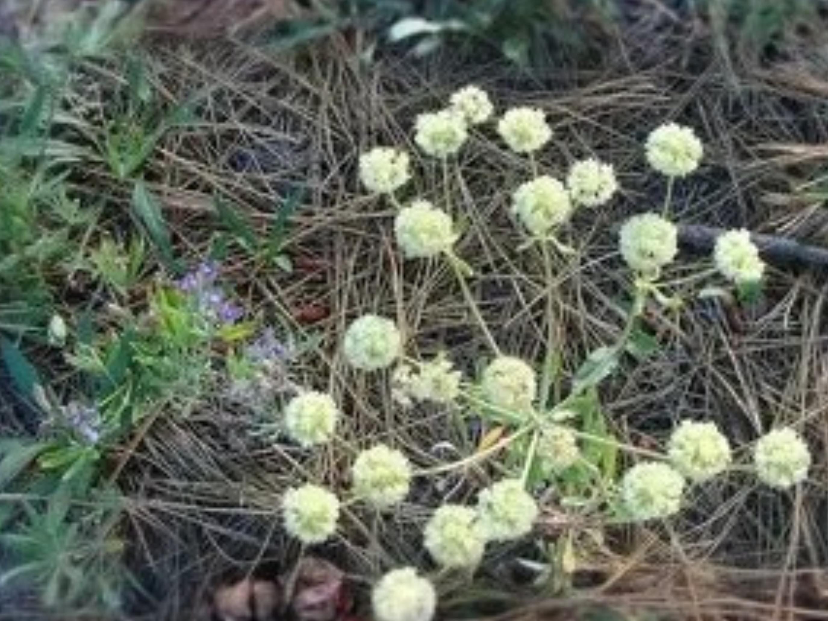 Eriogonum heracleoides Parsnipflower Wild Buckwheat Seeds – Native Drought Tolerant Perennial for Pollinator Gardens