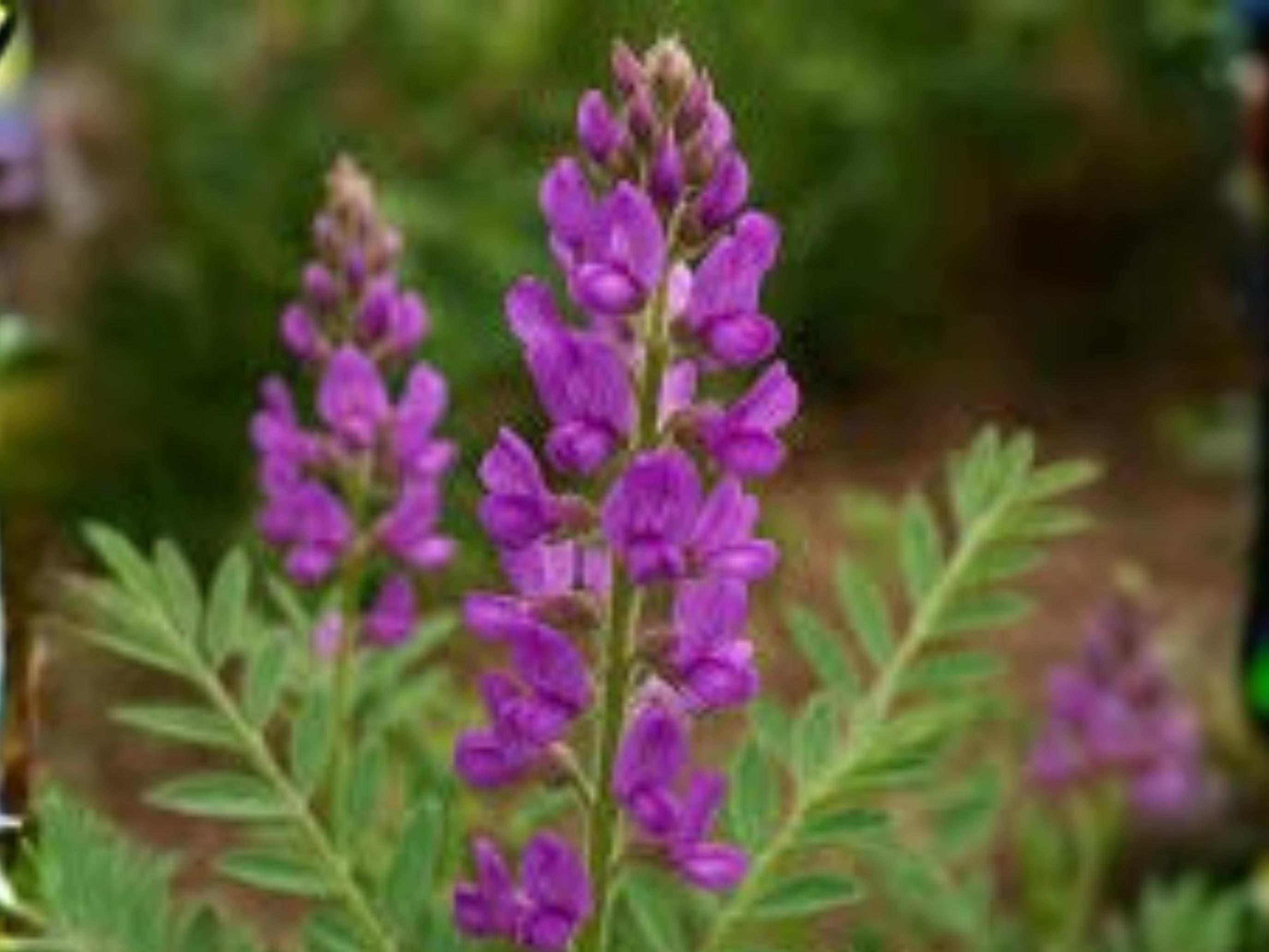 Hedysarum boreale Utah Sweetvetch Native Prairie Legume Seeds, Pink Flowers, Pollinator Plant, 25 Seeds