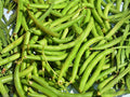 Provider Green Bean Seeds – Early Heirloom, Cold Tolerant, Bush Phaseolus vulgaris