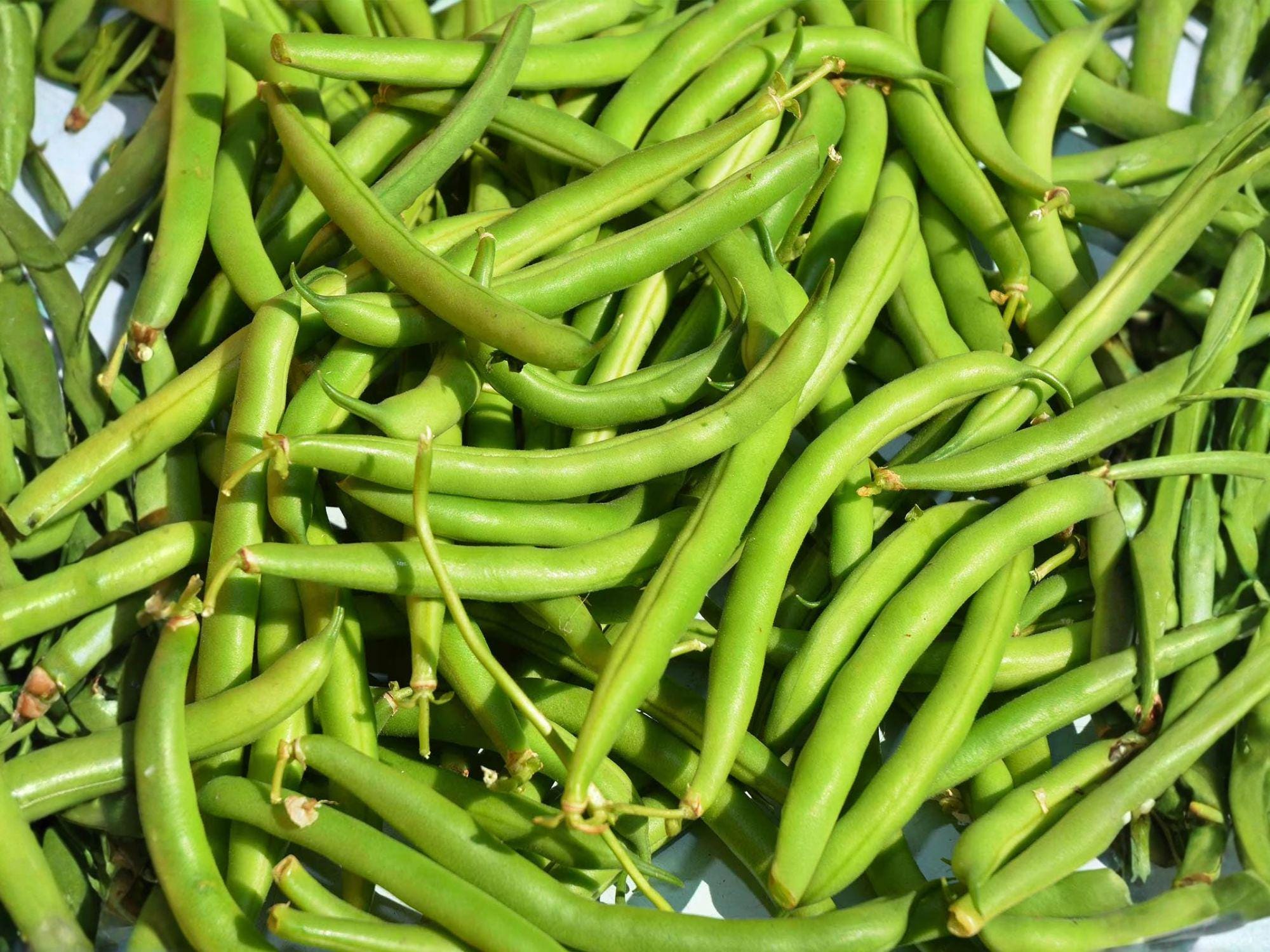 Provider Green Bean Seeds – Early Heirloom, Cold Tolerant, Bush Phaseolus vulgaris