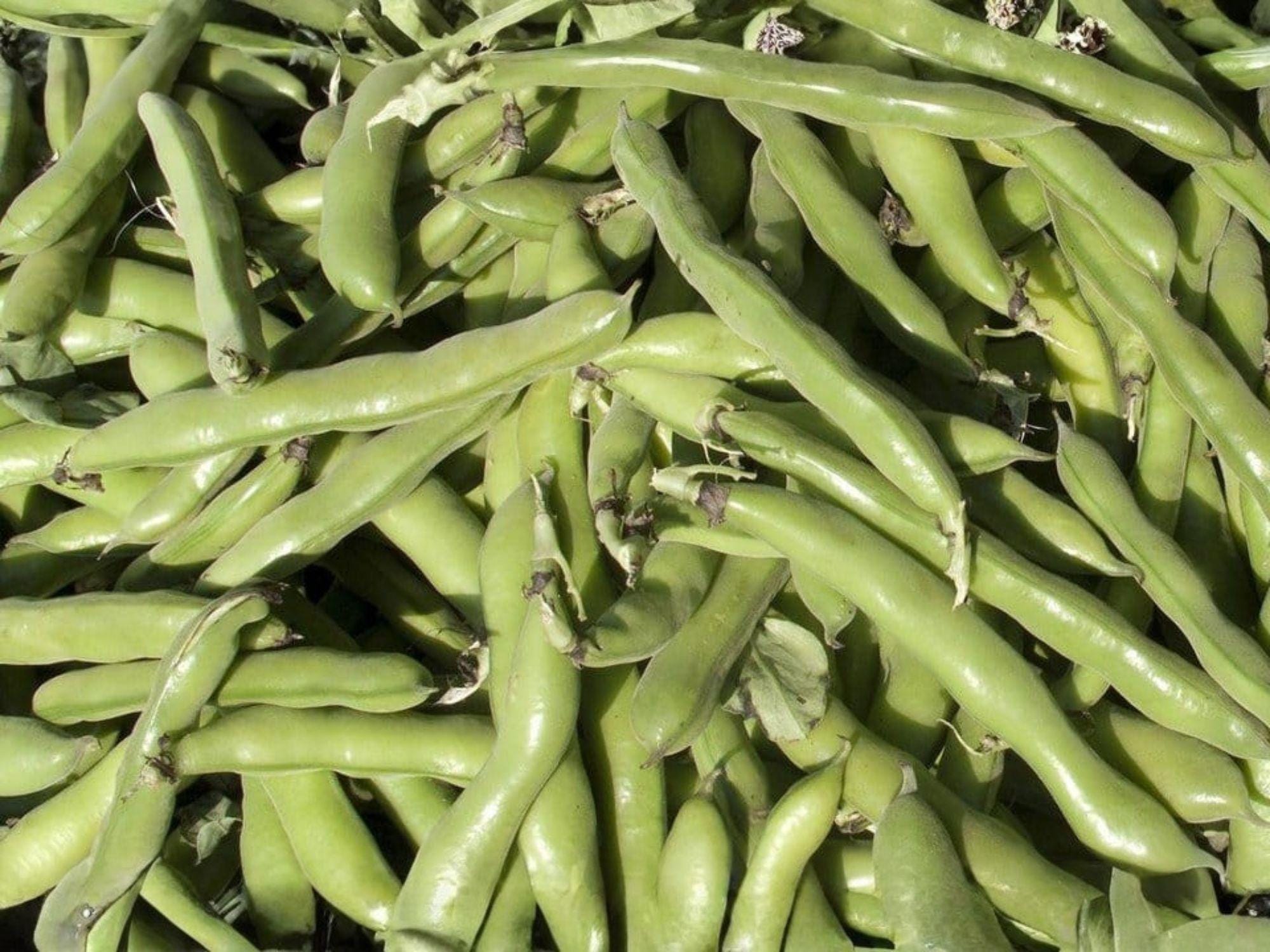 Heirloom Fava Bean Seeds – Broad Bean, Cool-Season Edible Legume, Non-GMO, 10 Seeds