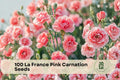 100 La France Pink Carnation Seeds for Planting, Dianthus caryophyllus, Flower Seeds for Garden Beds & Borders