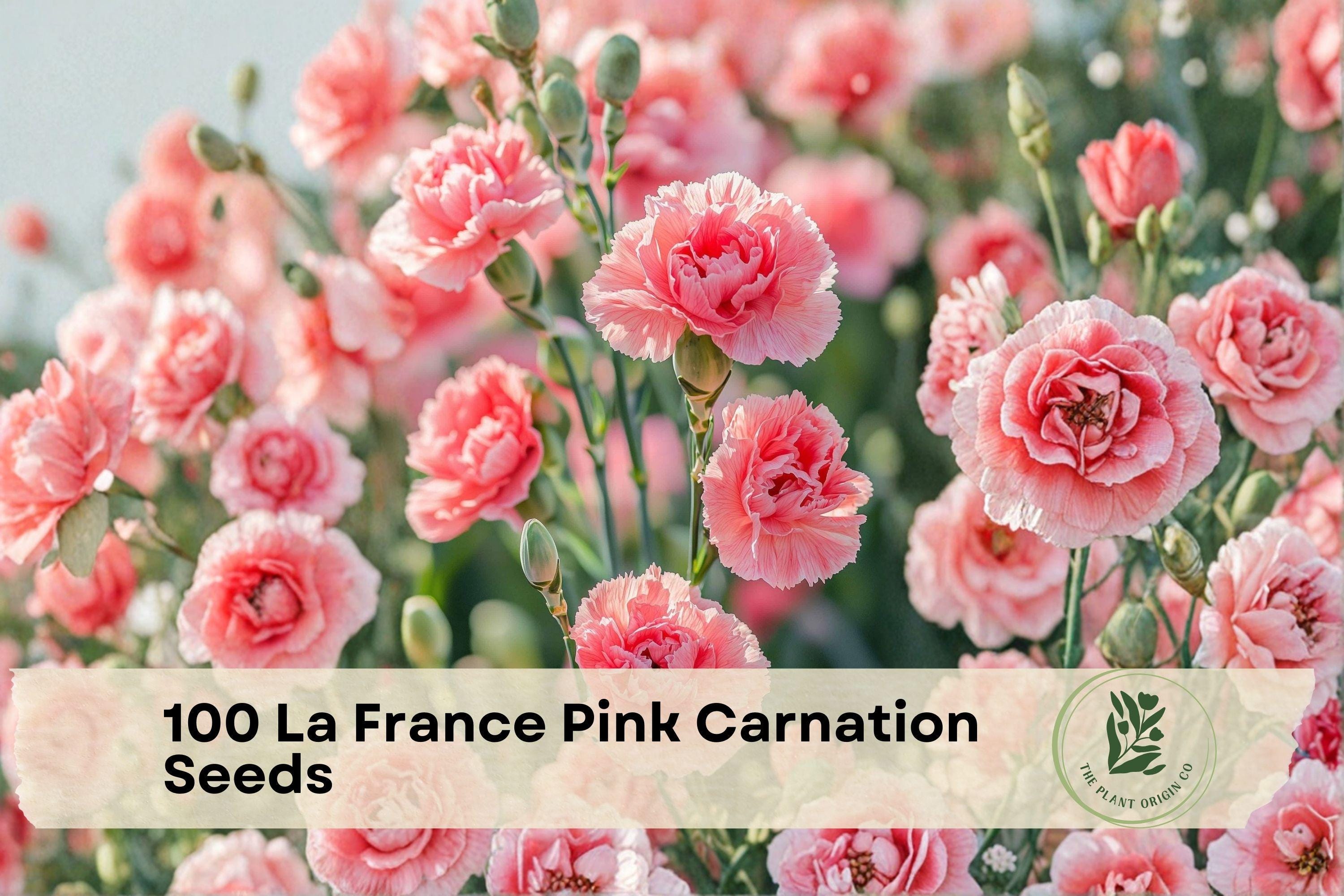 100 La France Pink Carnation Seeds for Planting, Dianthus caryophyllus, Flower Seeds for Garden Beds & Borders