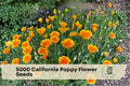 California Poppy Seeds – 5000 Pack, Eschscholtzia californica, Bright Orange-Yellow, Flowering Annual for Garden Beds & Borders