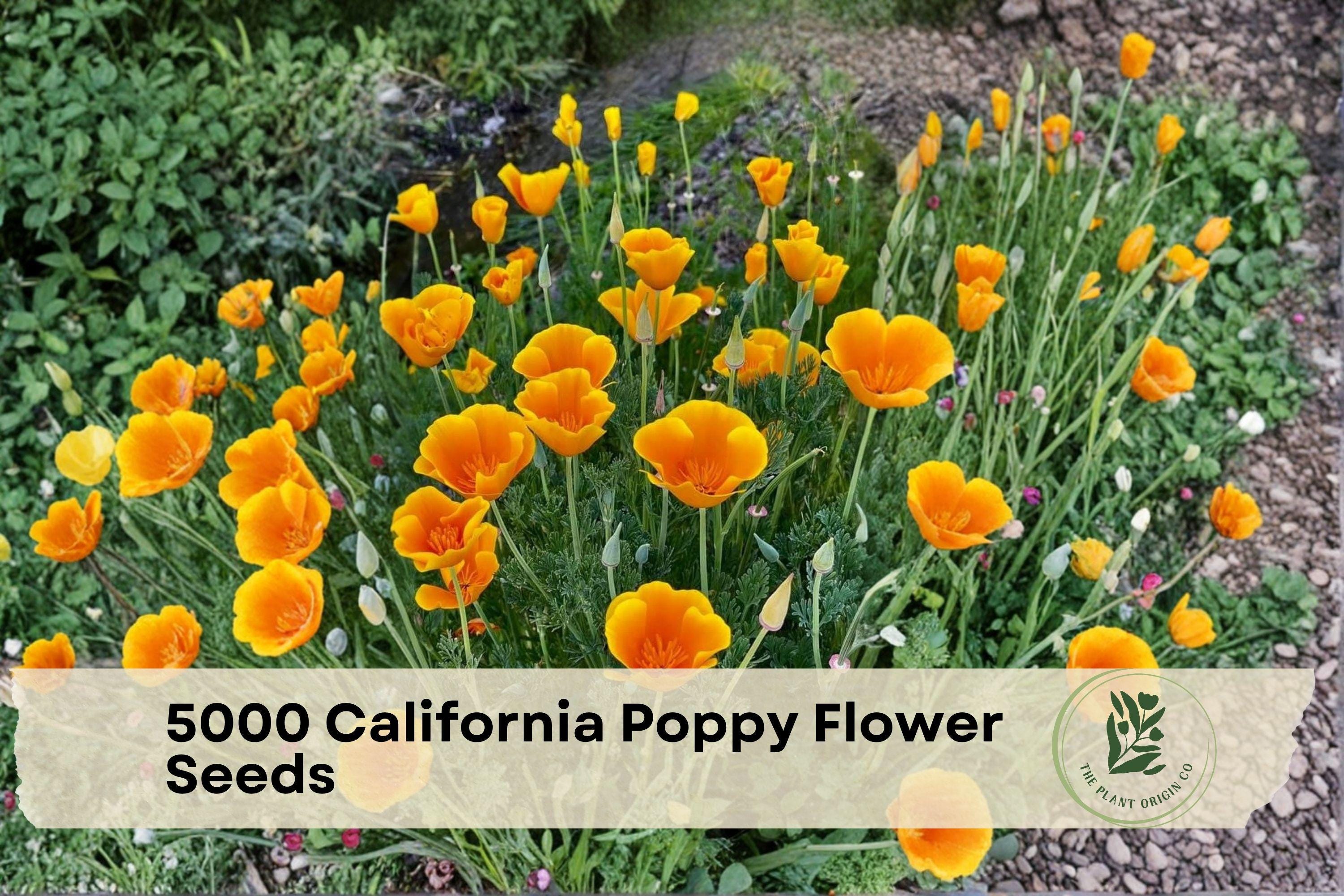 California Poppy Seeds – 5000 Pack, Eschscholtzia californica, Bright Orange-Yellow, Flowering Annual for Garden Beds & Borders