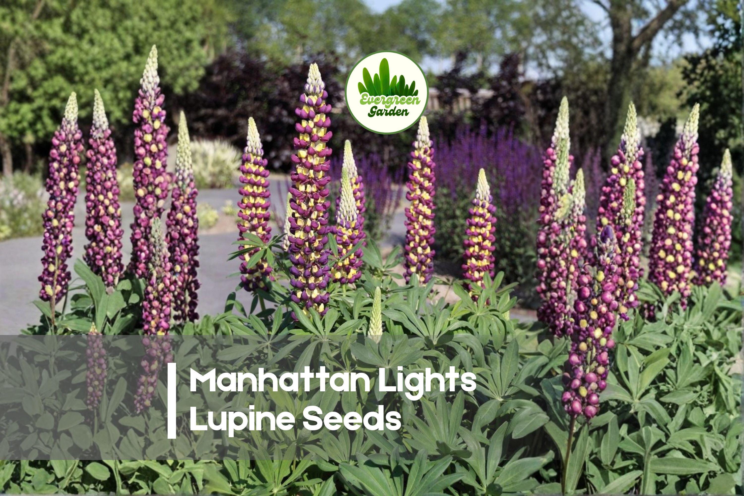 Manhattan Lights Lupine Seeds – Bi-Color Purple and Yellow Flowering Perennial, Lupinus polyphyllus, for Borders & Cottage Gardens