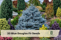 20 Blue Douglas Fir Seeds for Planting Evergreen Conifer Tree Pseudotsuga menziesii var. glauca