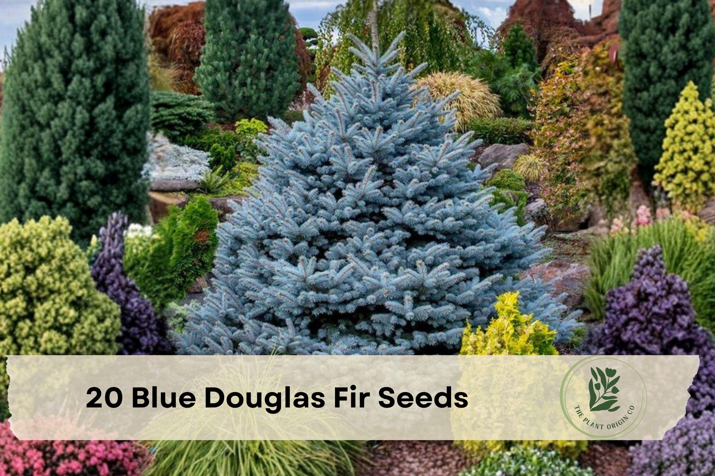 20 Blue Douglas Fir Seeds for Planting Evergreen Conifer Tree Pseudotsuga menziesii var. glauca