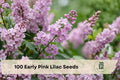 100 Early Pink Lilac Seeds for Ornamental Shrub, Syringa spp., Pink Flowering Plant for Garden and Landscape